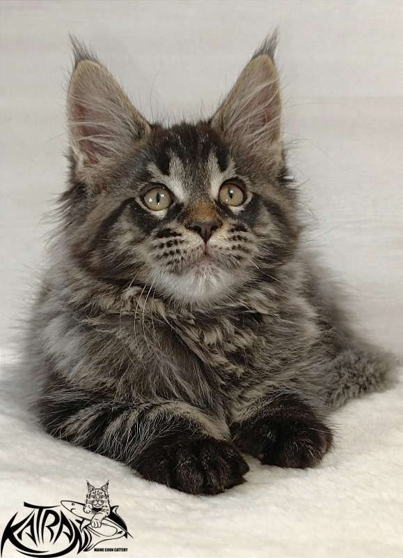 Katran Edgar - Kitten maine-coon 2 months