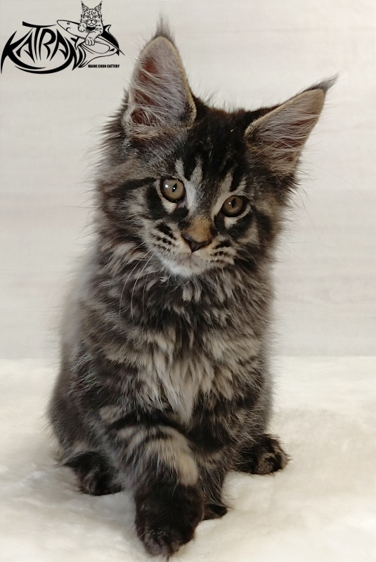 Katran Edgar - Kitten maine-coon 2 months