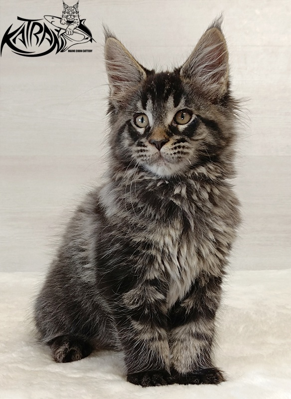 Katran Edgar - Kitten maine-coon 2 months