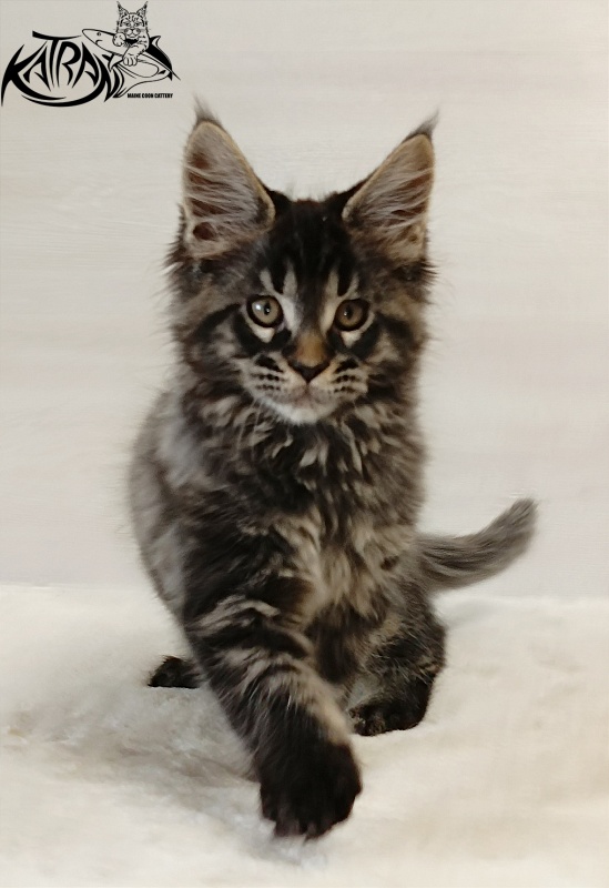 Katran Edgar - Kitten maine-coon 2 months