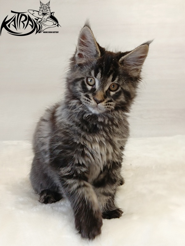 Katran Edgar - Kitten maine-coon 2 months