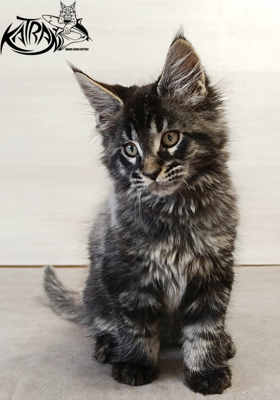 Katran Edgar - Kitten maine-coon 2 months