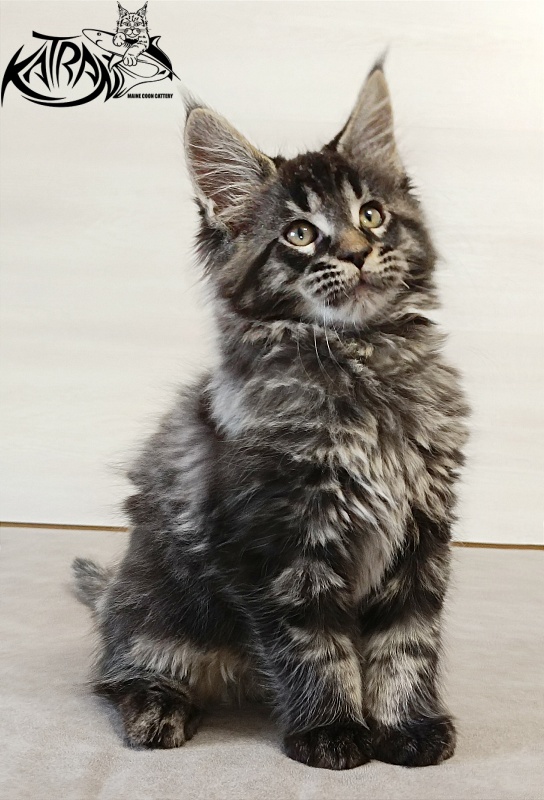 Katran Edgar - Kitten maine-coon 2 months