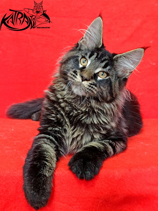 Katran Edgar - Kitten maine-coon 3 months 2 weeks