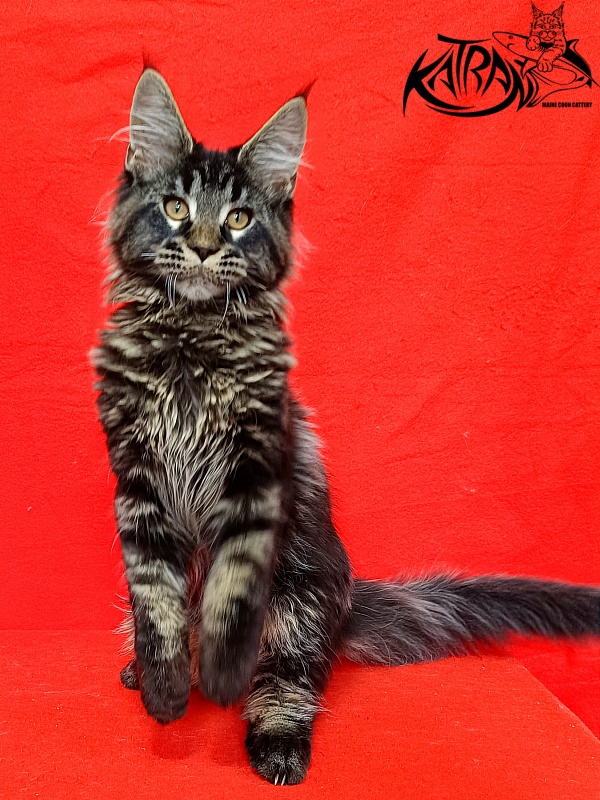 Katran Edgar - Kitten maine-coon 3 months 2 weeks