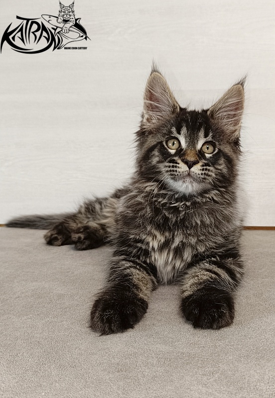 Katran Edgar - Kitten maine-coon 2 months