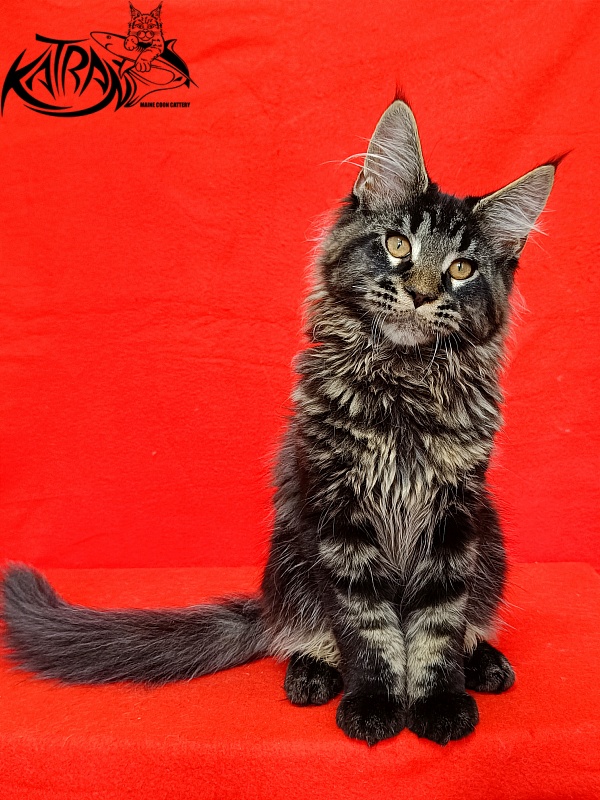 Katran Edgar - Kitten maine-coon 3 months 2 weeks