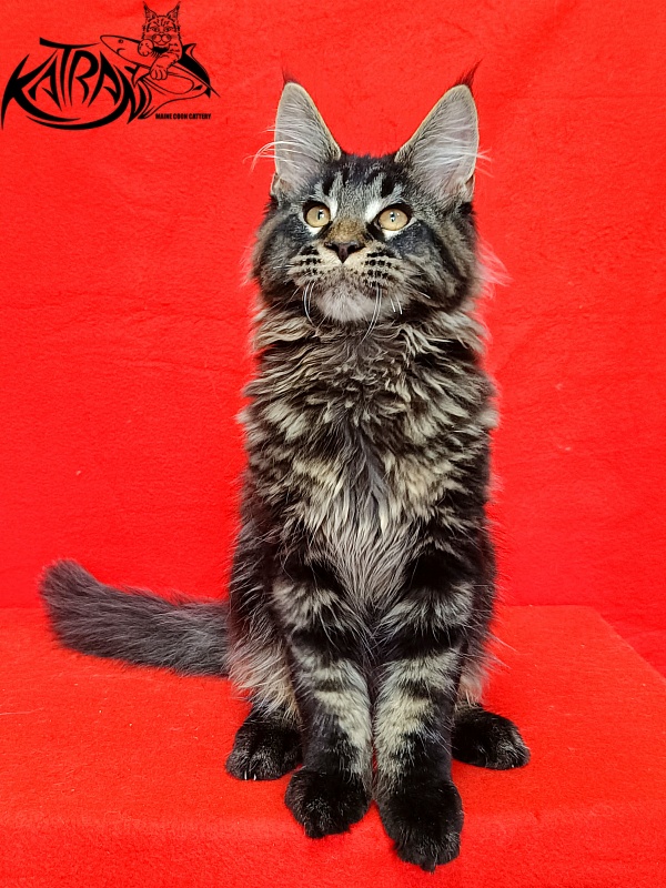 Katran Edgar - Kitten maine-coon 3 months 2 weeks