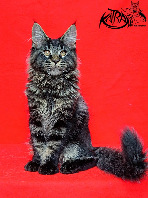 Katran Edgar - Kitten maine-coon 3 months 2 weeks