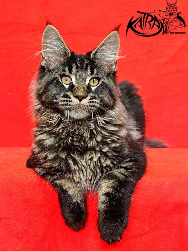Katran Edgar - Kitten maine-coon 3 months 2 weeks