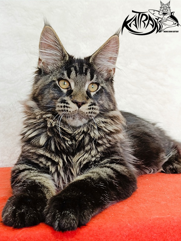 Katran Edgar - Kitten maine-coon 4 months