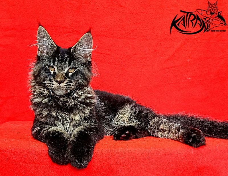 Katran Edgar - Kitten maine-coon 3 months 2 weeks