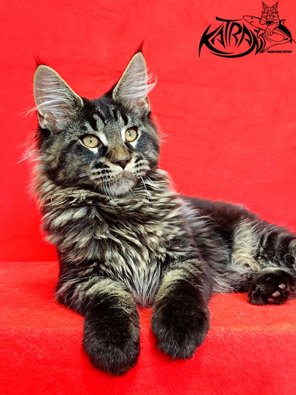 Katran Edgar - Kitten maine-coon 3 months 2 weeks