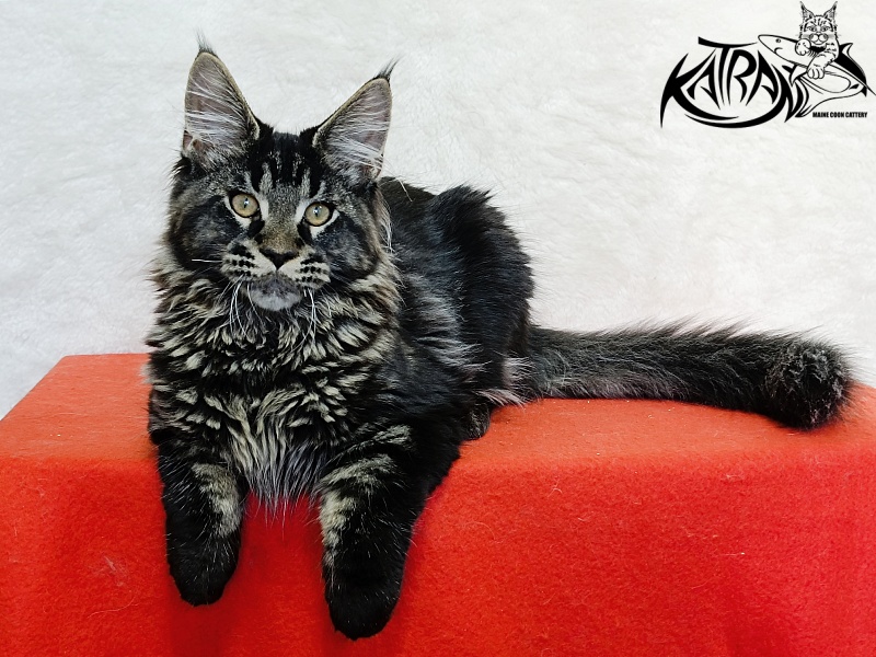 Katran Edgar - Kitten maine-coon 4 months