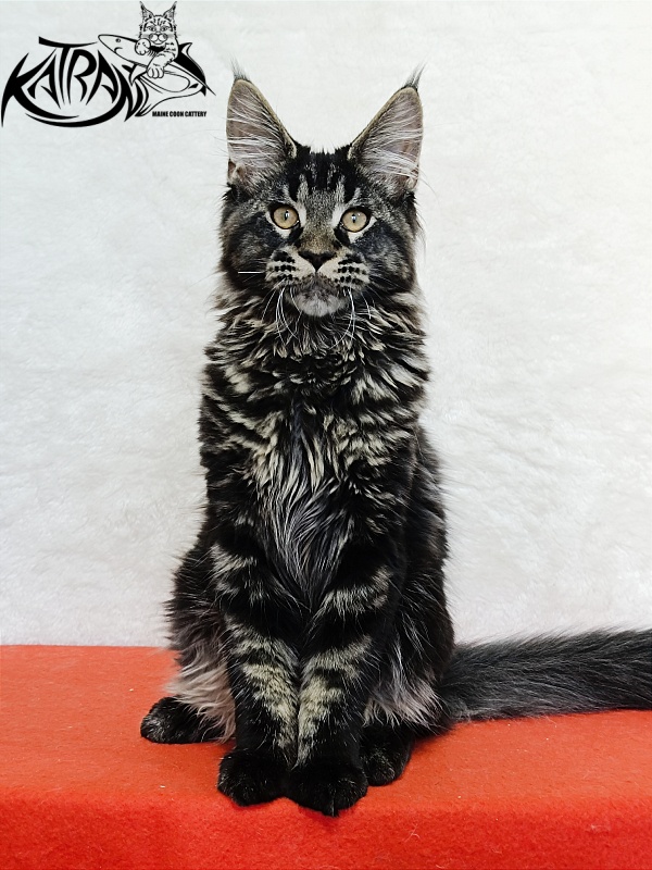 Katran Edgar - Kitten maine-coon 4 months