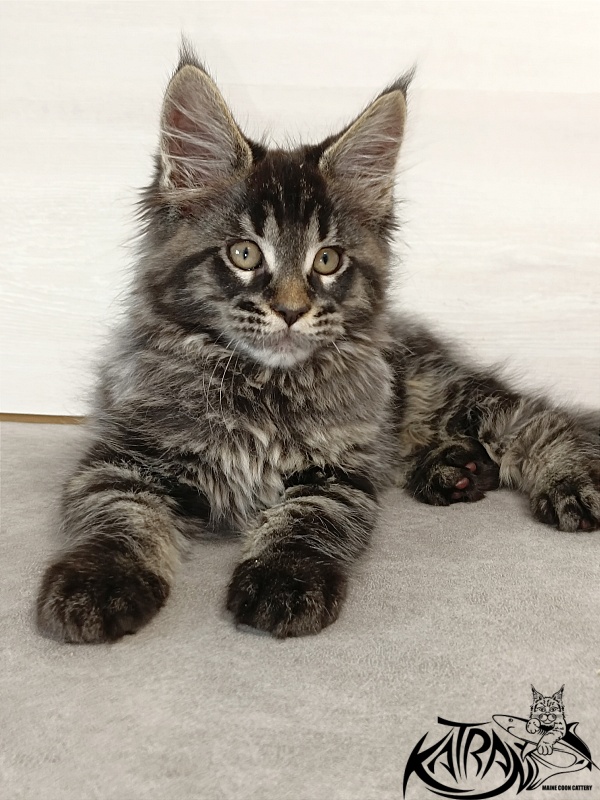 Katran Edgar - Kitten maine-coon 2 months