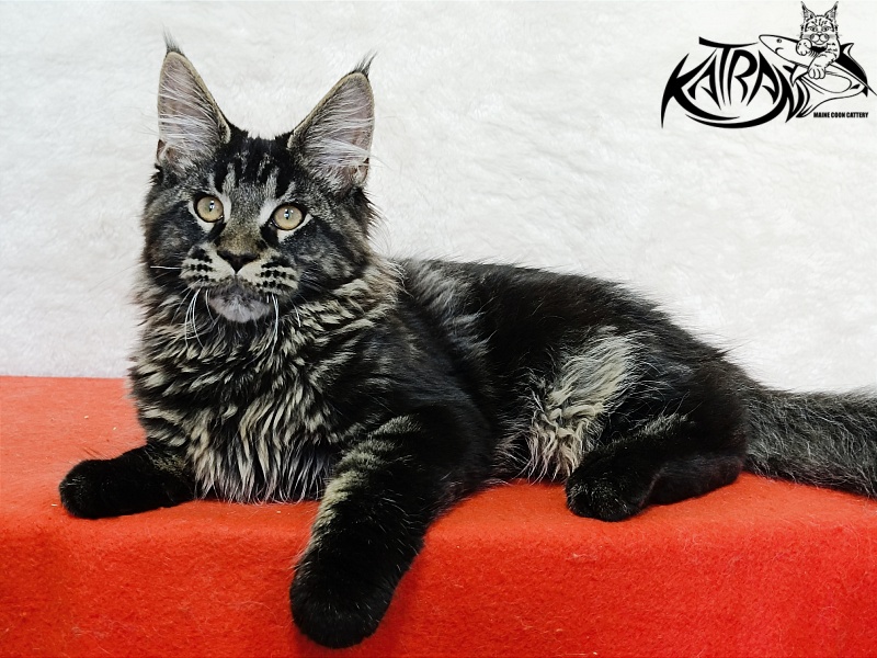 Katran Edgar - Kitten maine-coon 4 months