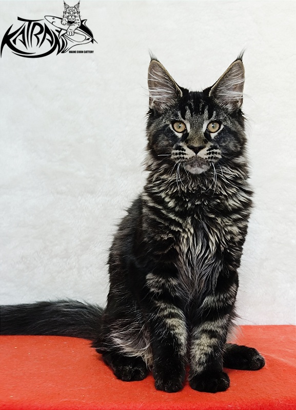 Katran Edgar - Kitten maine-coon 4 months