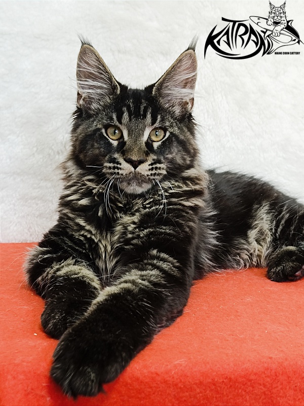 Katran Edgar - Kitten maine-coon 4 months