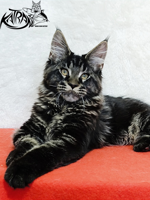 Katran Edgar - Kitten maine-coon 4 months