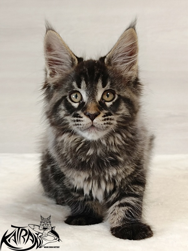 Katran Edgar - Kitten maine-coon 2 months