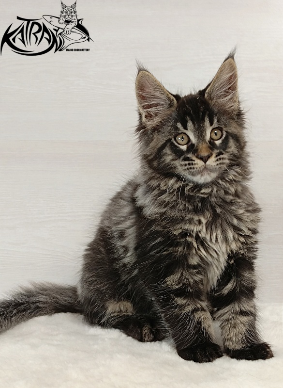 Katran Edgar - Kitten maine-coon 2 months