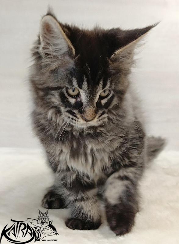 Katran Edgar - Kitten maine-coon 2 months