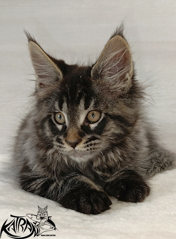 Katran Edgar - Kitten maine-coon 2 months