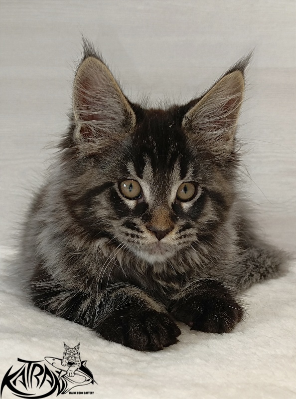 Katran Edgar - Kitten maine-coon 2 months