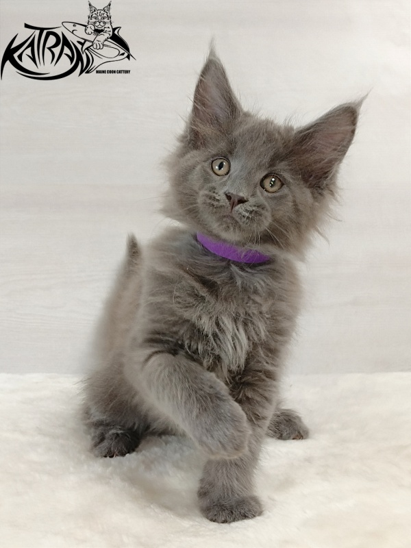 Katran Elif - Кошеня мейн-кун 2 місяця