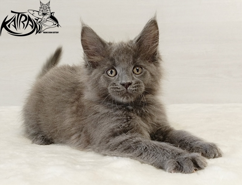 Katran Elif - Кошеня мейн-кун 2 місяця