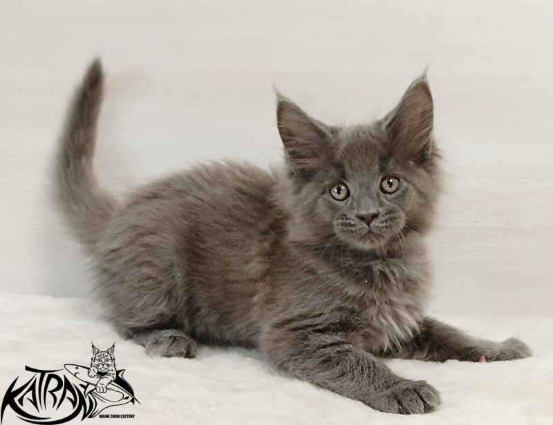 Katran Elif - Кошеня мейн-кун 2 місяця
