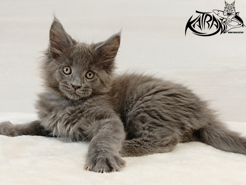 Katran Elif - Кошеня мейн-кун 2 місяця