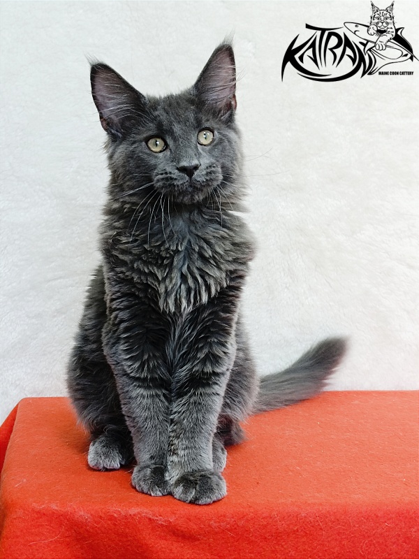 Katran Elif - Кошеня мейн-кун 4 місяця