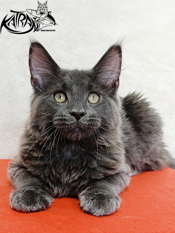 Katran Elif - Кошеня мейн-кун 4 місяця