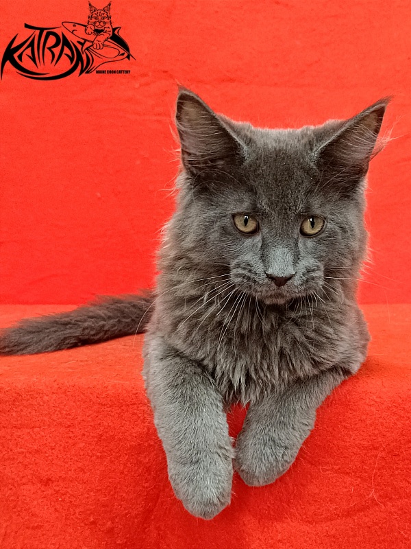 Katran Elif - Кошеня мейн-кун 3 місяця 2 тижні