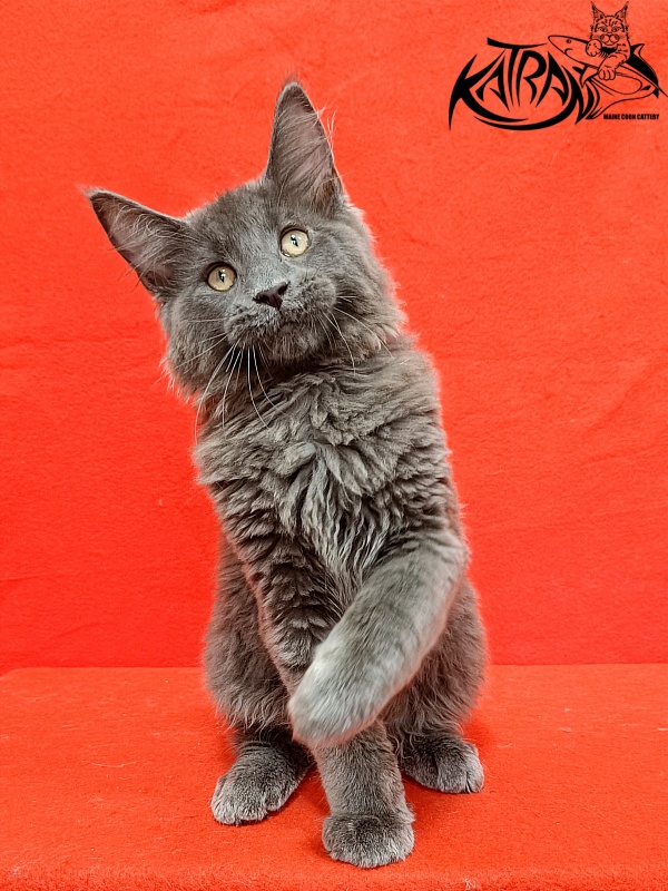 Katran Elif - Кошеня мейн-кун 3 місяця 2 тижні