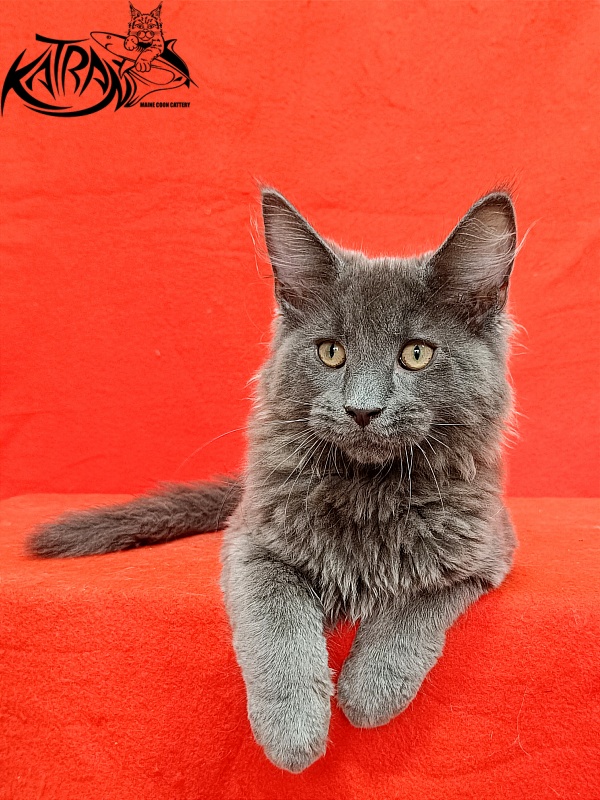 Katran Elif - Кошеня мейн-кун 3 місяця 2 тижні