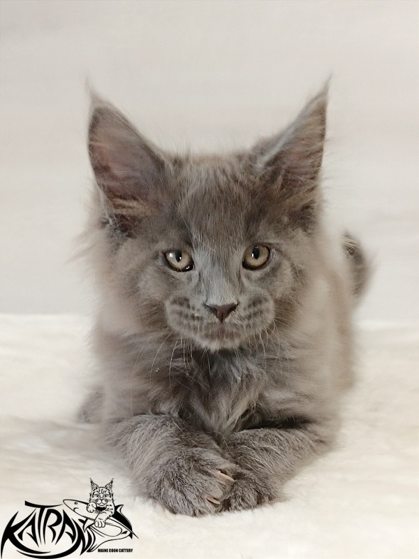 Katran Elif - Кошеня мейн-кун 2 місяця