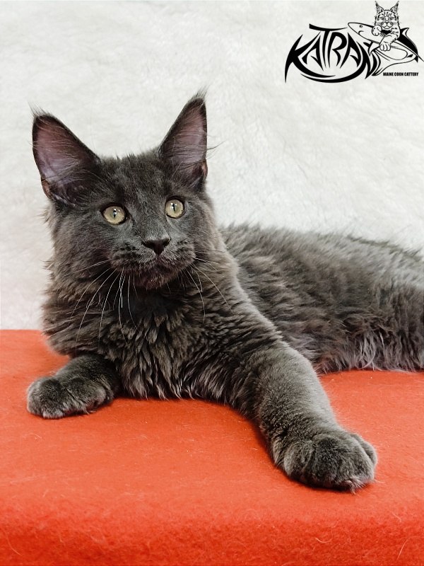 Katran Elif - Кошеня мейн-кун 4 місяця