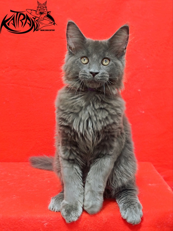 Katran Elif - Кошеня мейн-кун 3 місяця 2 тижні