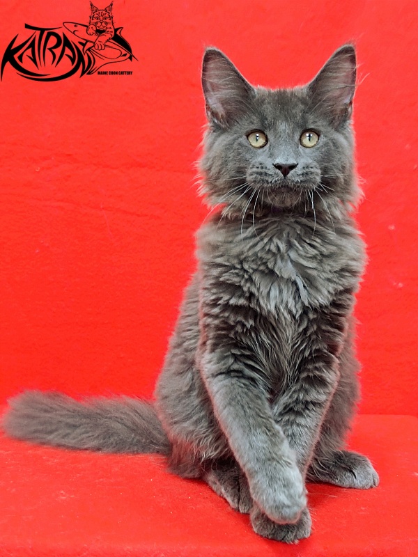 Katran Elif - Кошеня мейн-кун 3 місяця 2 тижні