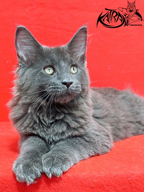 Katran Elif - Кошеня мейн-кун 3 місяця 2 тижні