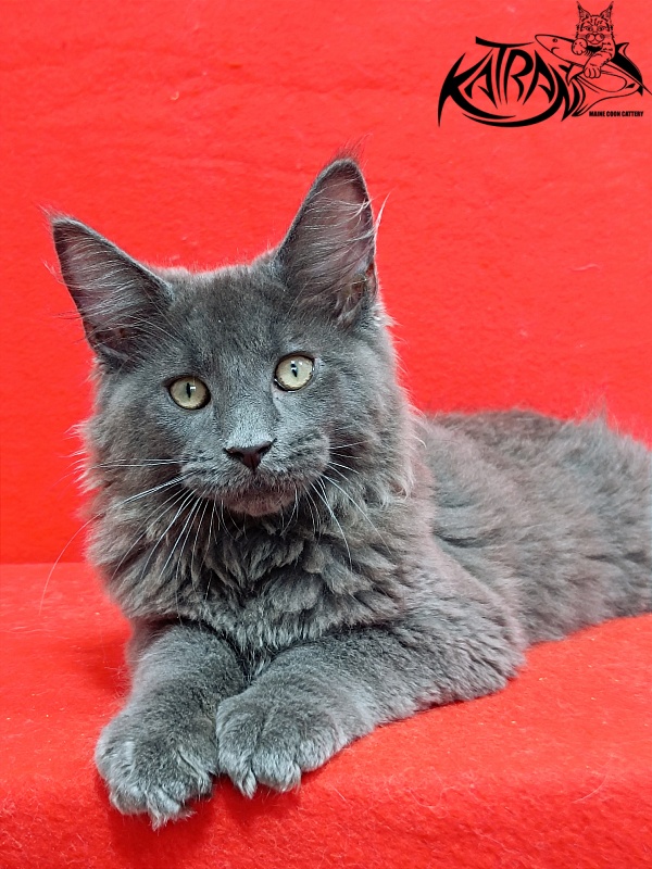 Katran Elif - Кошеня мейн-кун 3 місяця 2 тижні