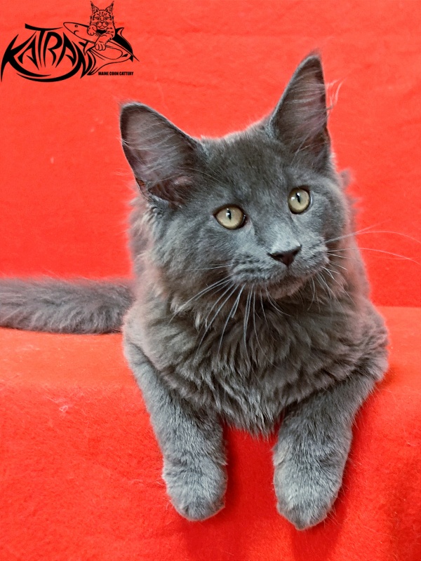 Katran Elif - Кошеня мейн-кун 3 місяця 2 тижні