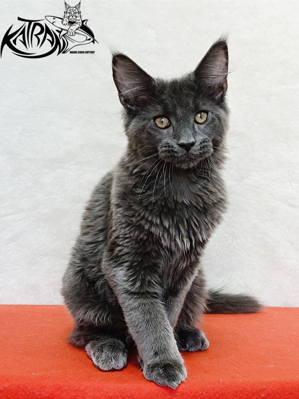 Katran Elif - Кошеня мейн-кун 4 місяця