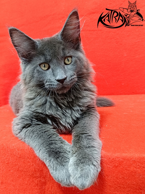 Katran Elif - Кошеня мейн-кун 3 місяця 2 тижні