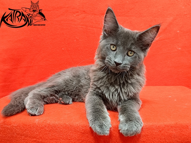 Katran Elif - Кошеня мейн-кун 3 місяця 2 тижні