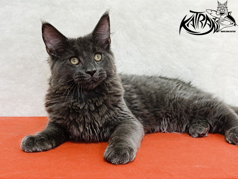 Katran Elif - Кошеня мейн-кун 4 місяця