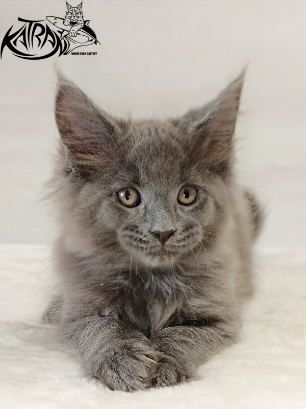 Katran Elif - Кошеня мейн-кун 2 місяця
